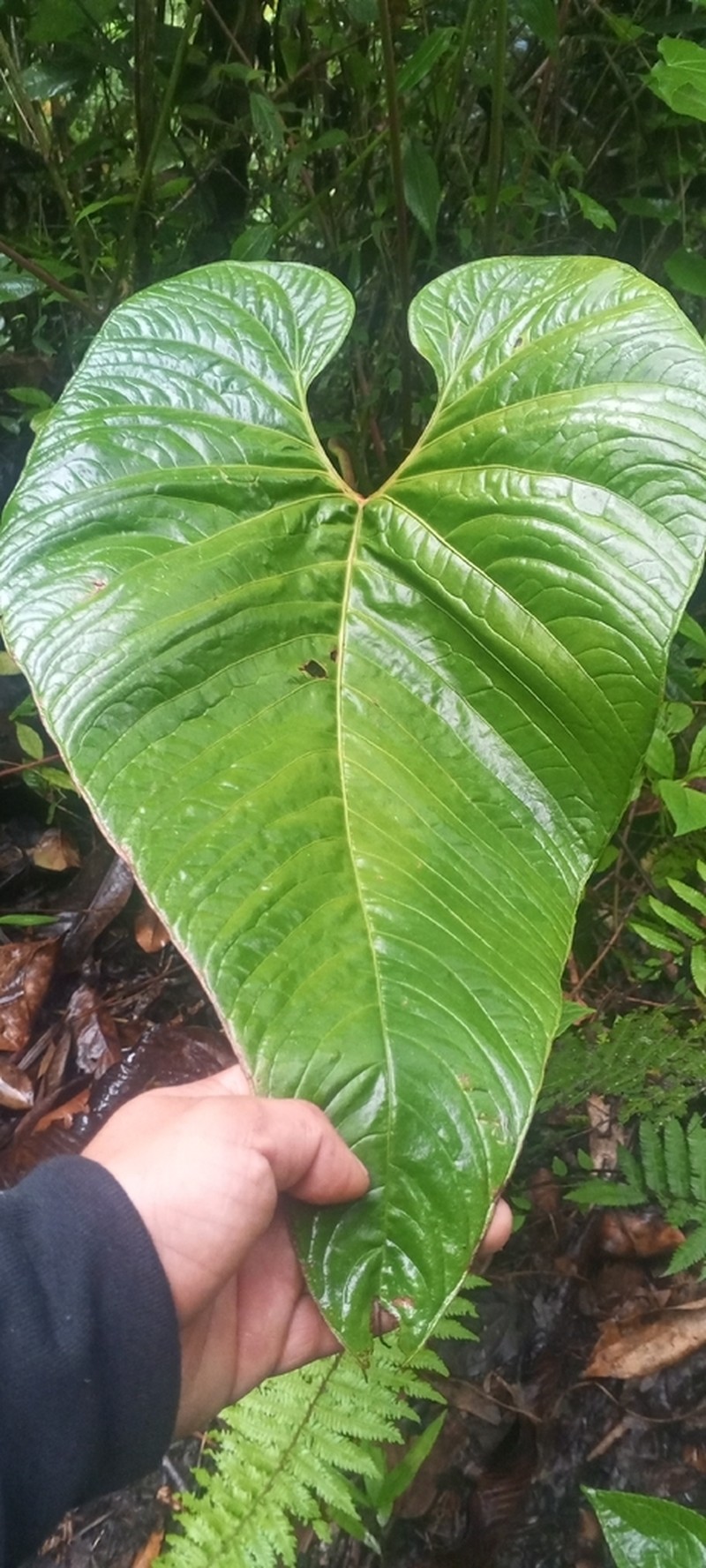 Anthurium oxybelium photo 3