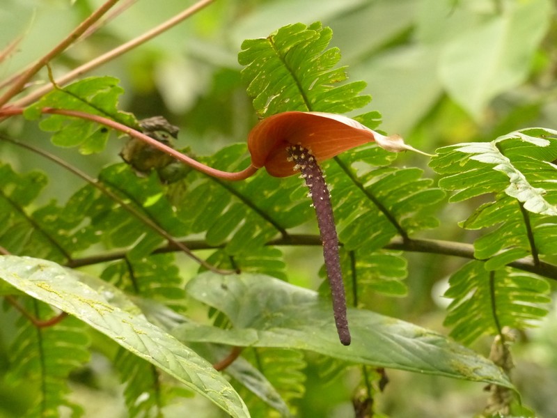 Anthurium oxybelium photo 4