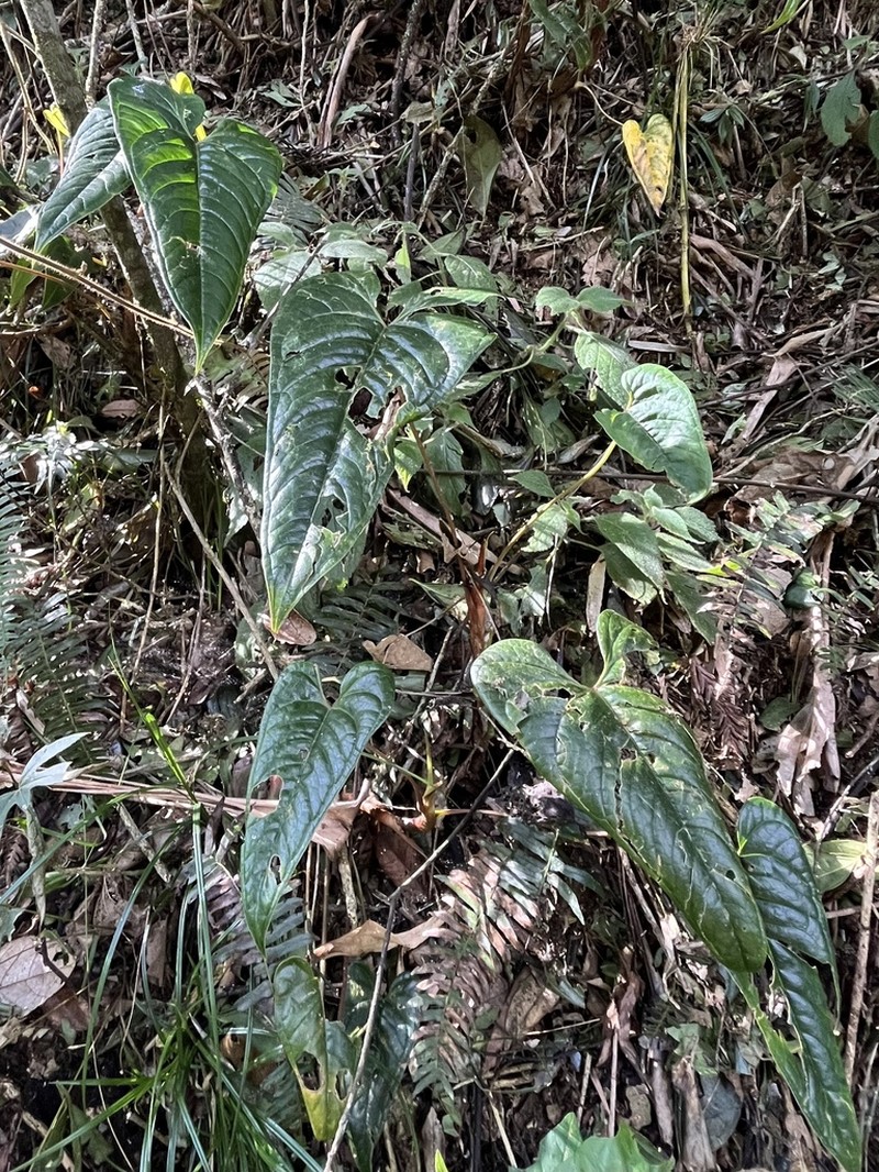 Anthurium oxybelium photo 5