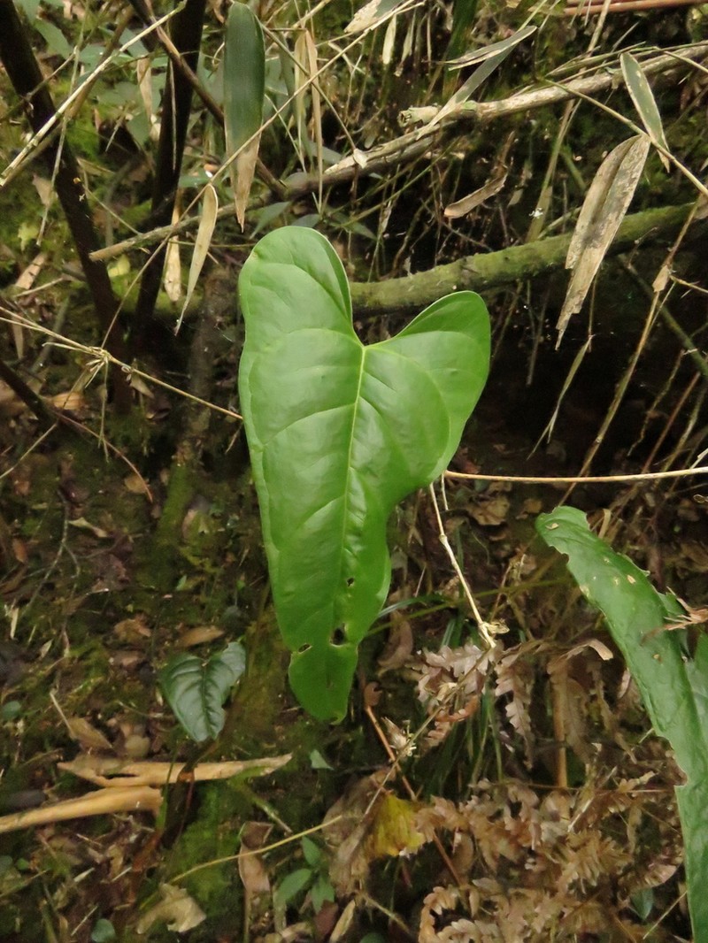 Anthurium oxybelium photo 6