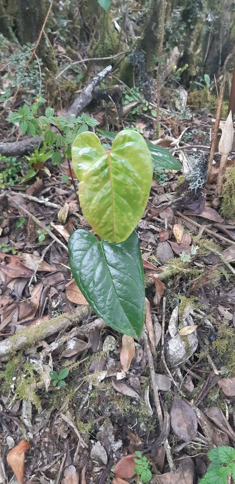 Anthurium oxybelium photo 7