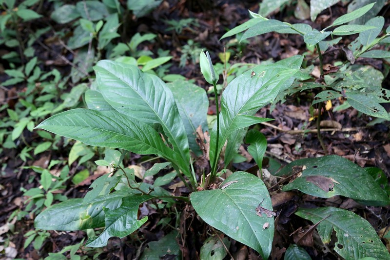Anthurium oxycarpum