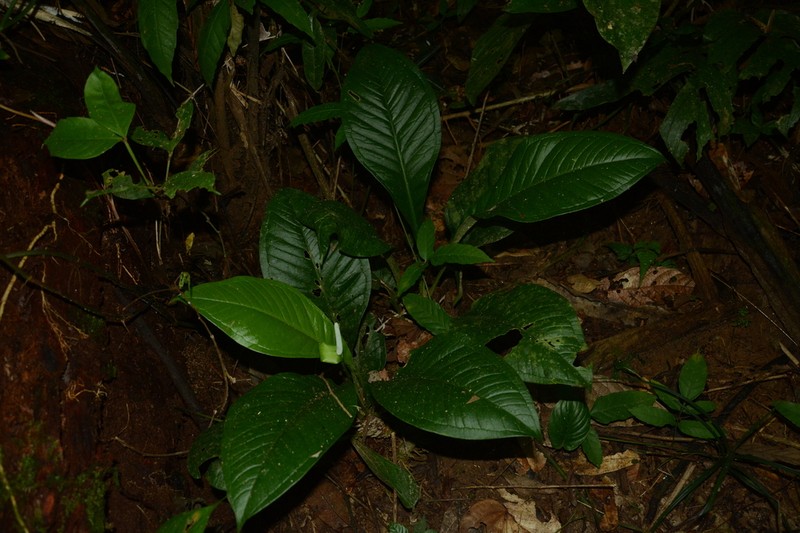 Anthurium oxycarpum photo 2