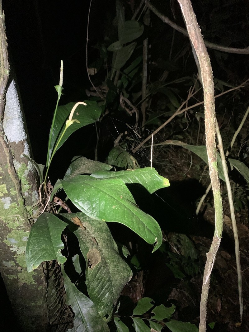 Anthurium oxycarpum photo 3