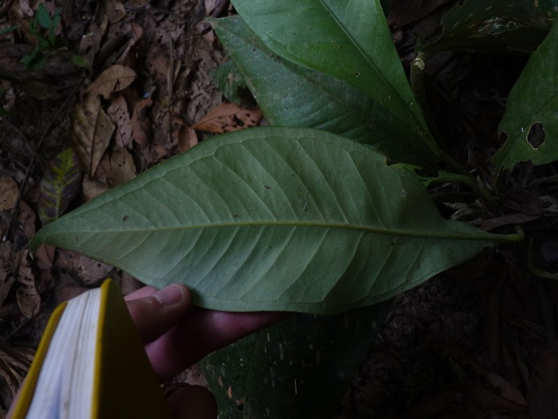 Anthurium oxycarpum photo 4
