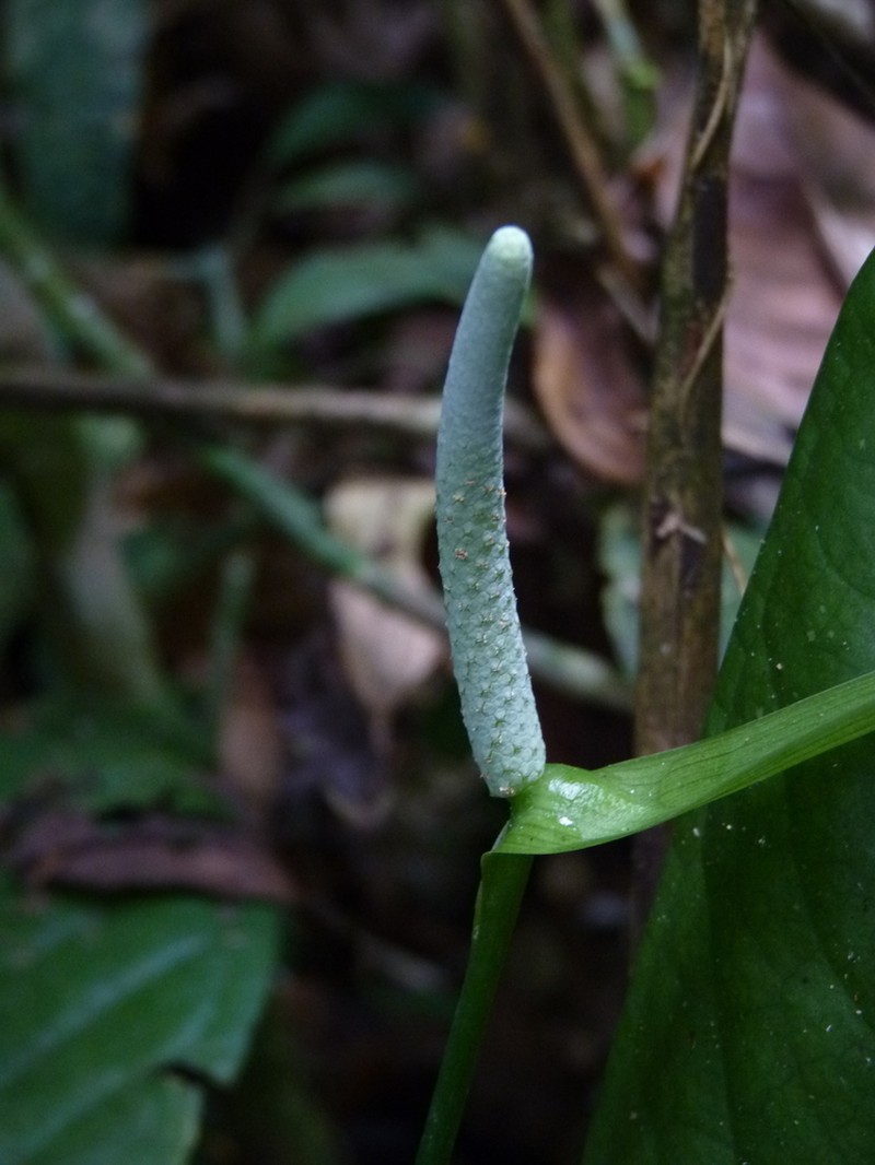 Anthurium oxycarpum photo 5