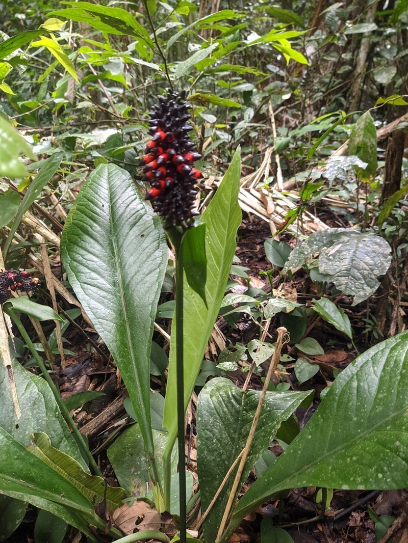 Anthurium oxycarpum photo 6