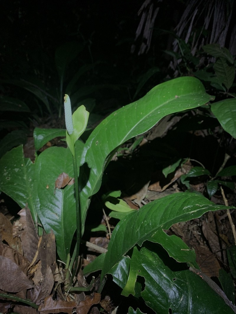 Anthurium oxycarpum photo 7