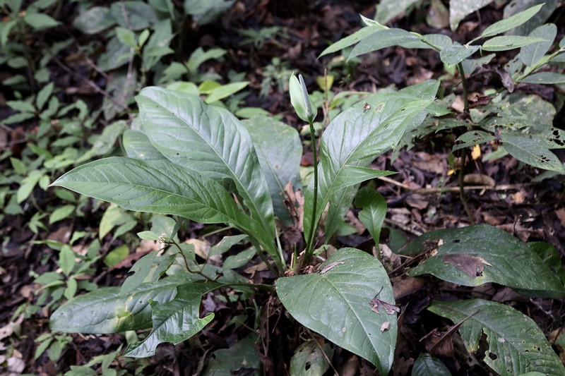 Anthurium oxycarpum photo 2