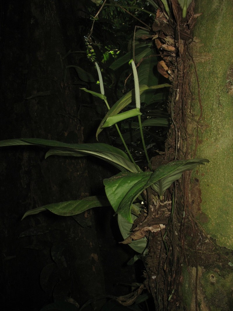 Anthurium oxycarpum photo 3