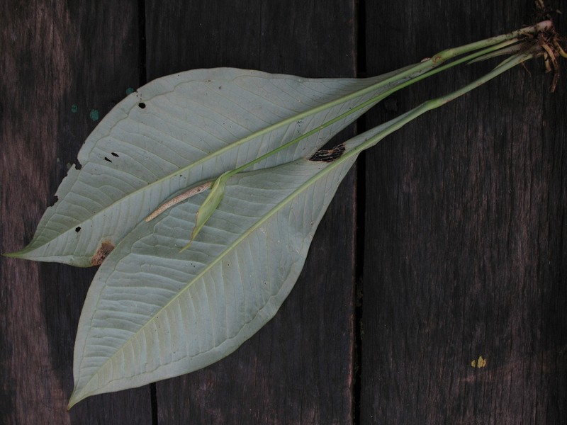 Anthurium oxycarpum photo 4