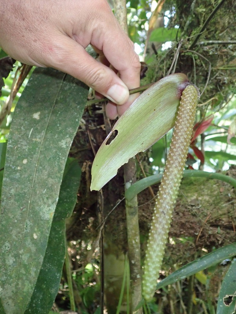 Anthurium oxyphyllum