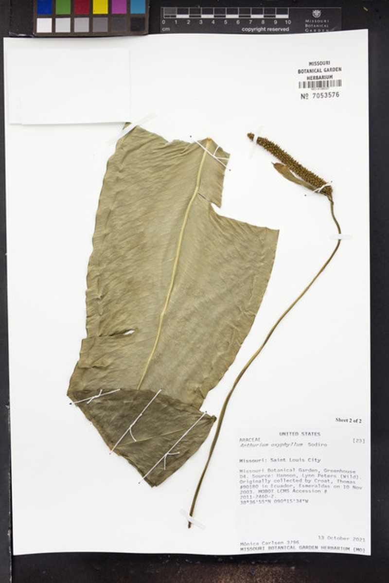 Anthurium oxyphyllum photo 3