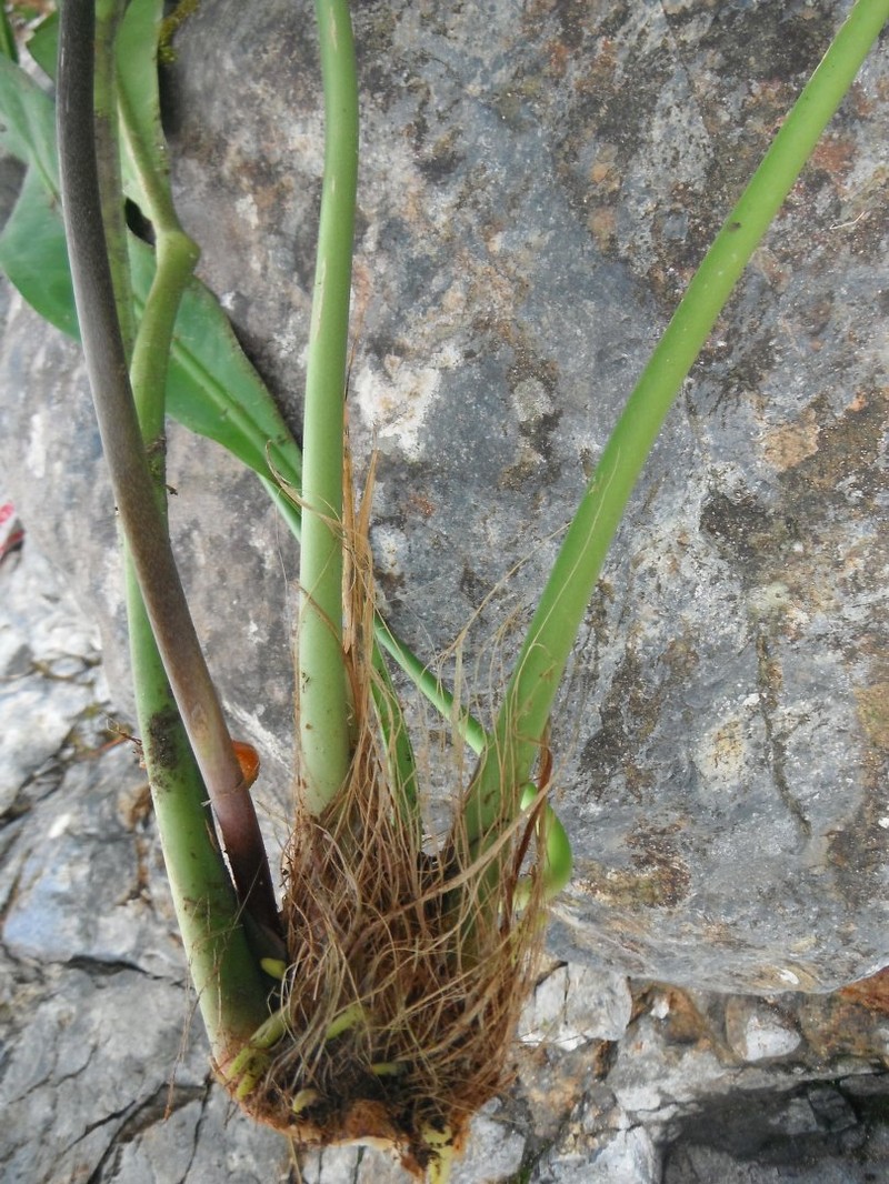 Anthurium oxyphyllum photo 4