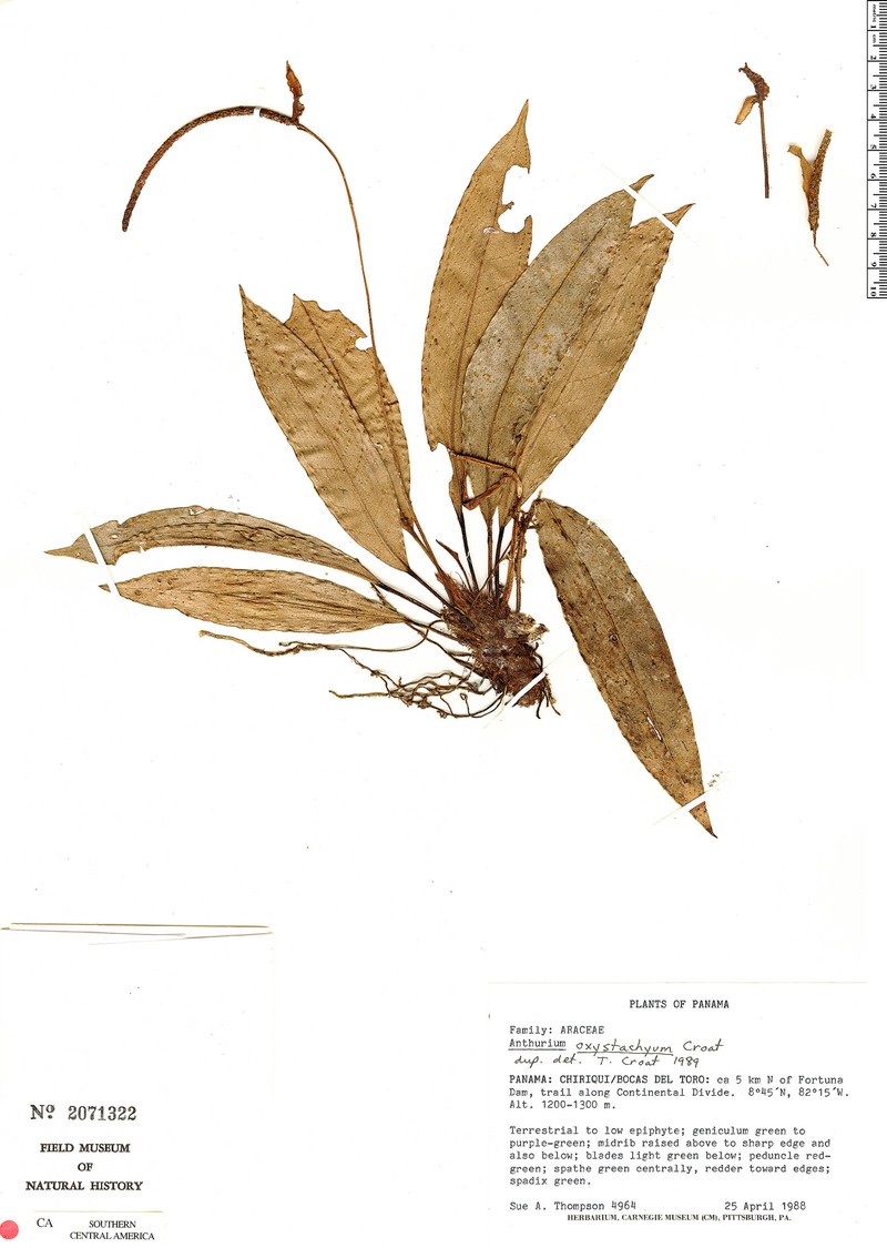 Anthurium oxystachyum photo 2