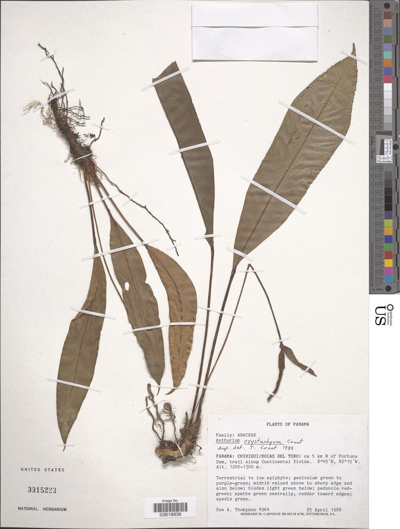 Anthurium oxystachyum photo 3