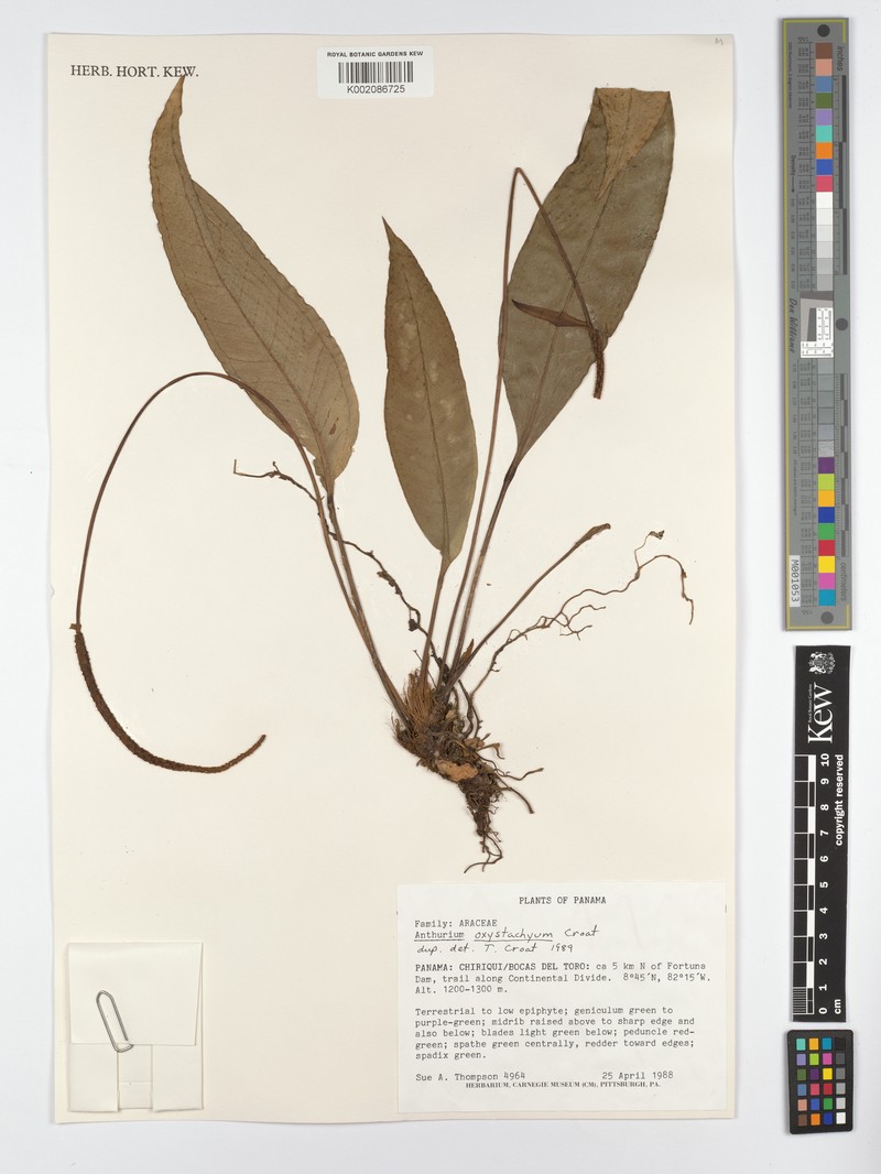 Anthurium oxystachyum photo 4