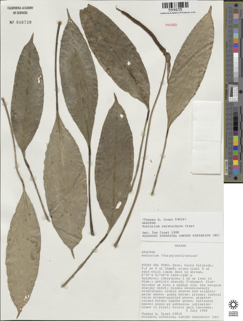 Anthurium oxystachyum