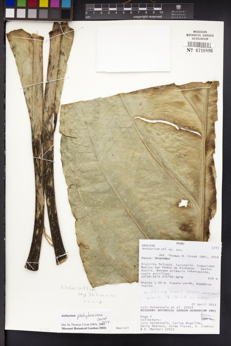 Anthurium pachylaminum photo 2