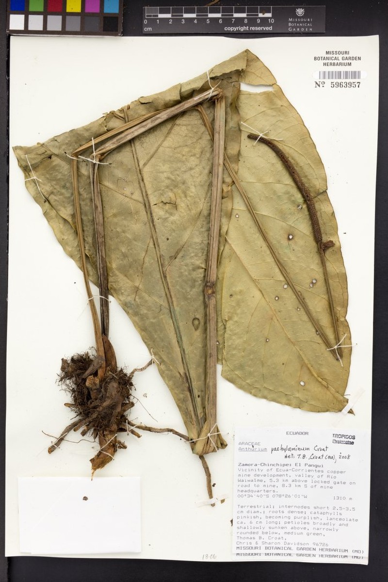 Anthurium pachylaminum photo 3