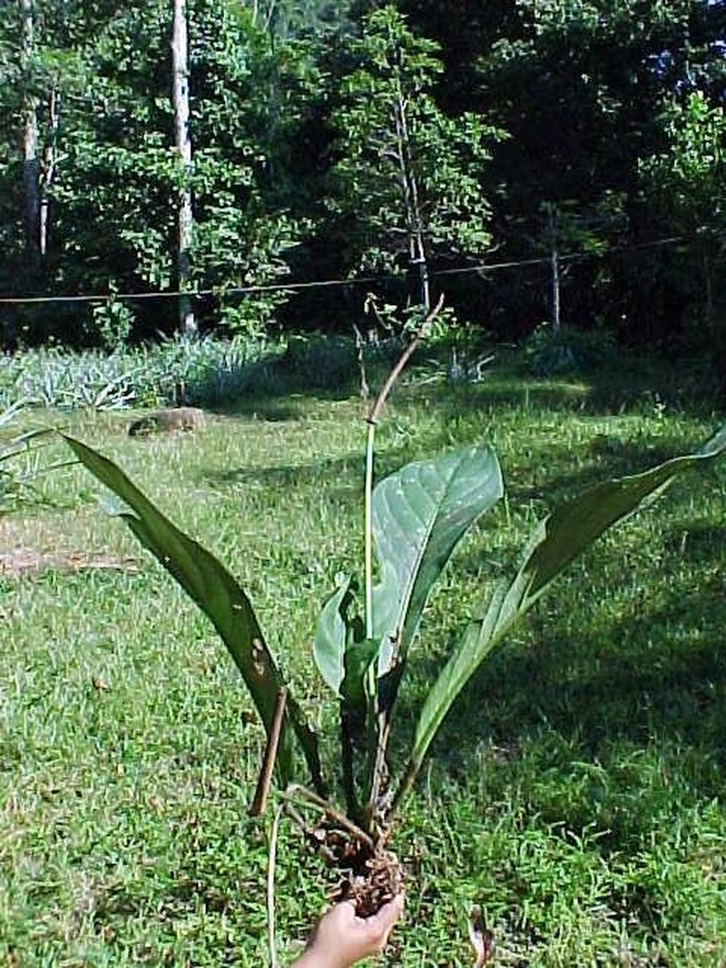 Anthurium pachylaminum photo 5