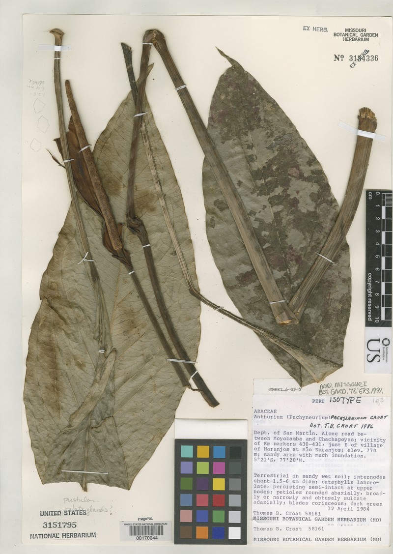 Anthurium pachylaminum