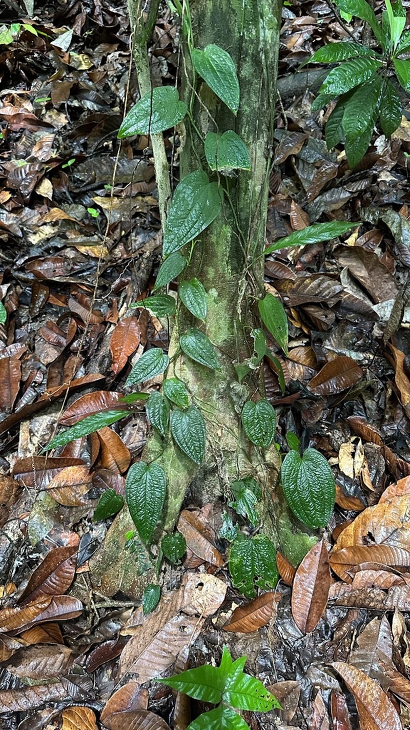 Anthurium pacificum photo 2