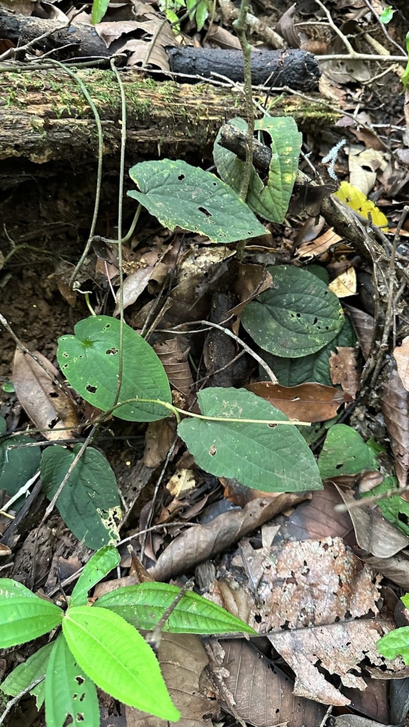 Anthurium pacificum photo 4