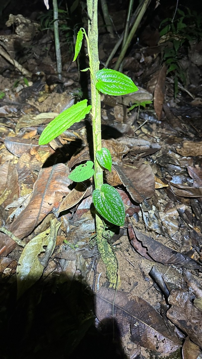 Anthurium pacificum photo 5