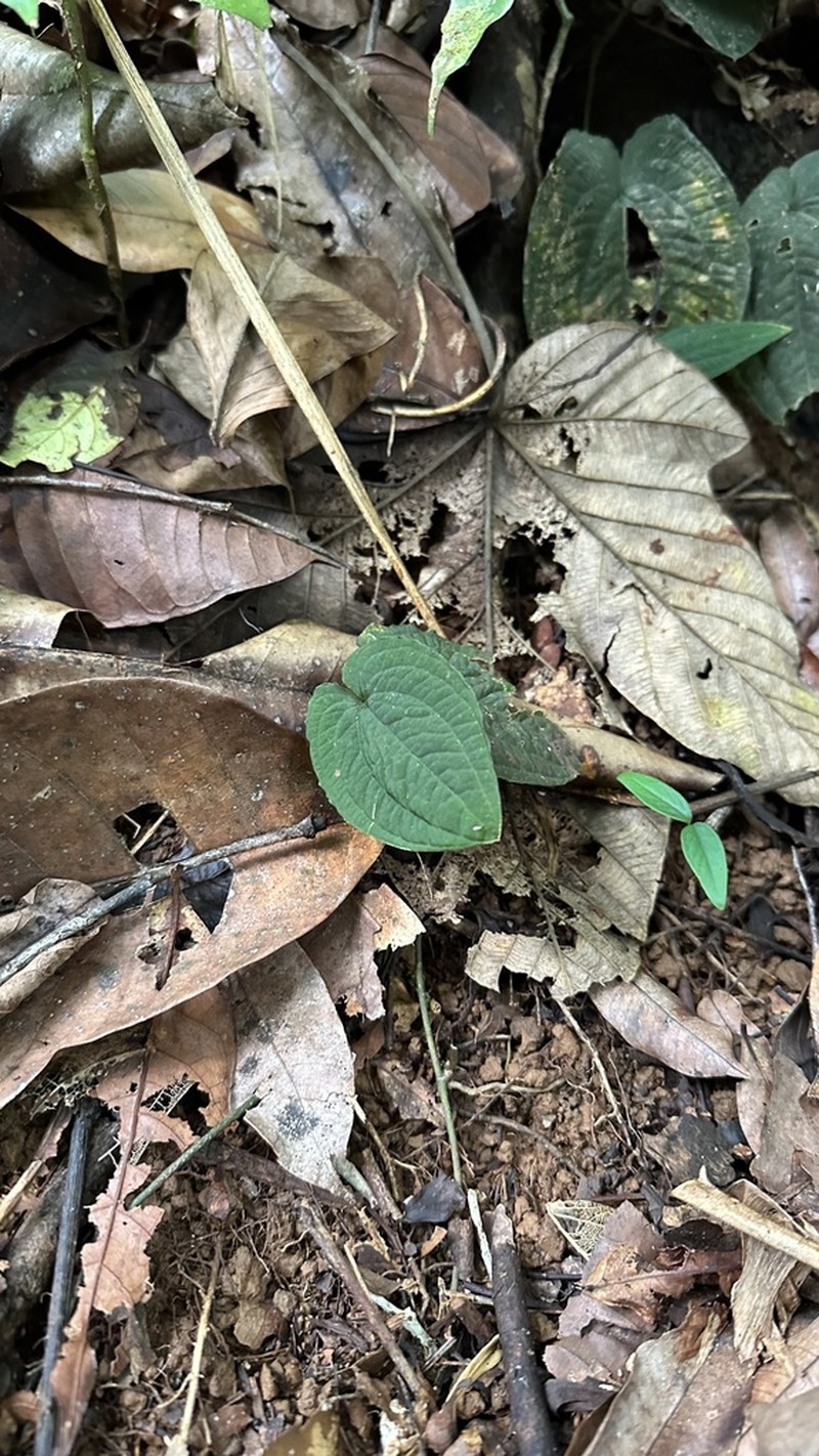 Anthurium pacificum photo 6