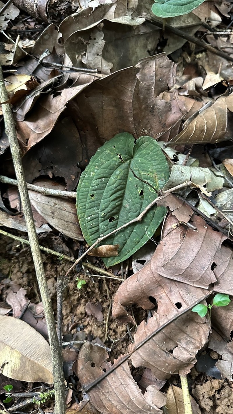 Anthurium pacificum photo 7