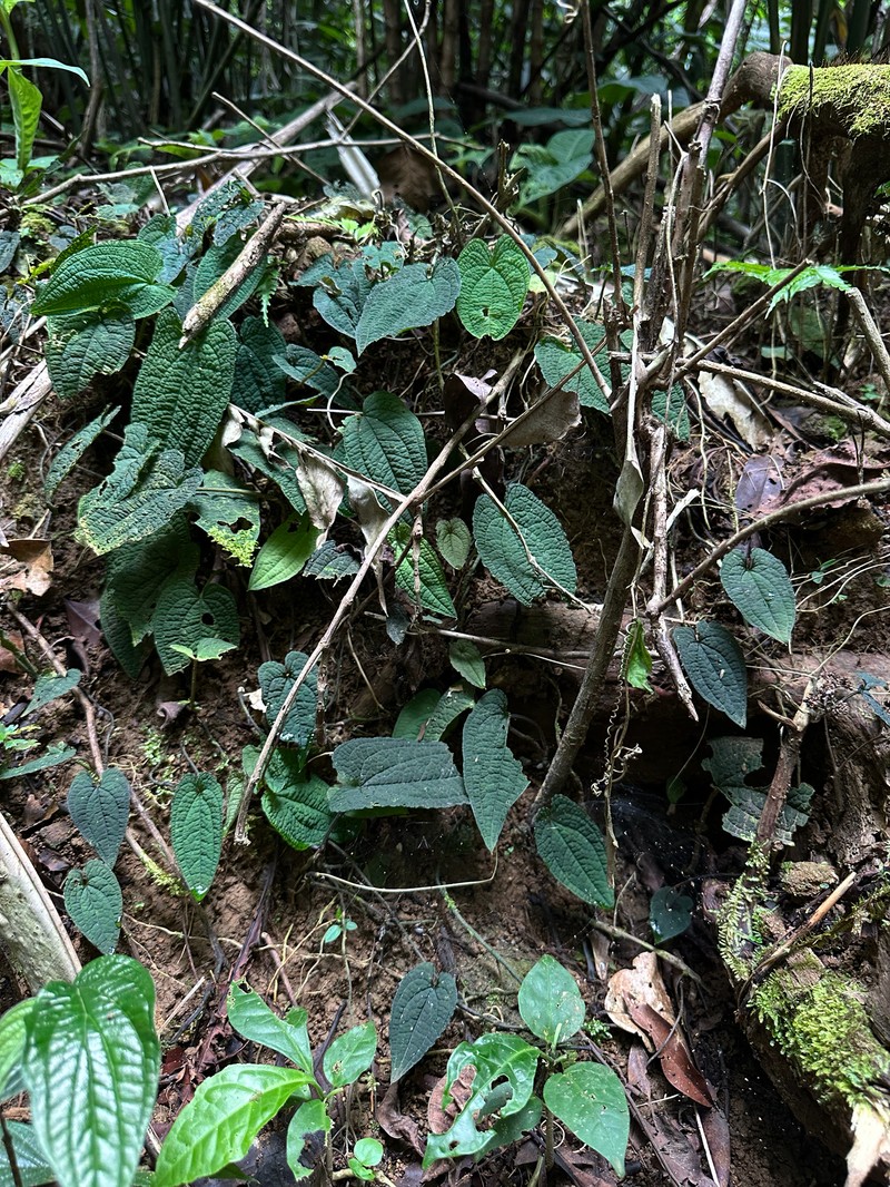 Anthurium pacificum photo 8