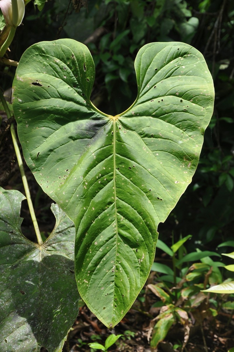 Anthurium pacoraense photo 3