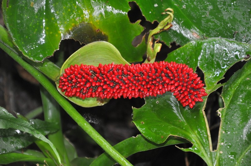Anthurium pacoraense photo 4