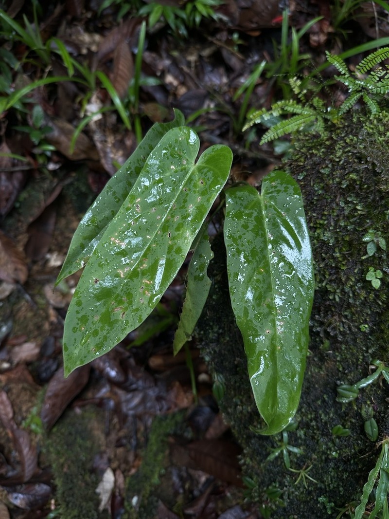 Anthurium pacoraense photo 5