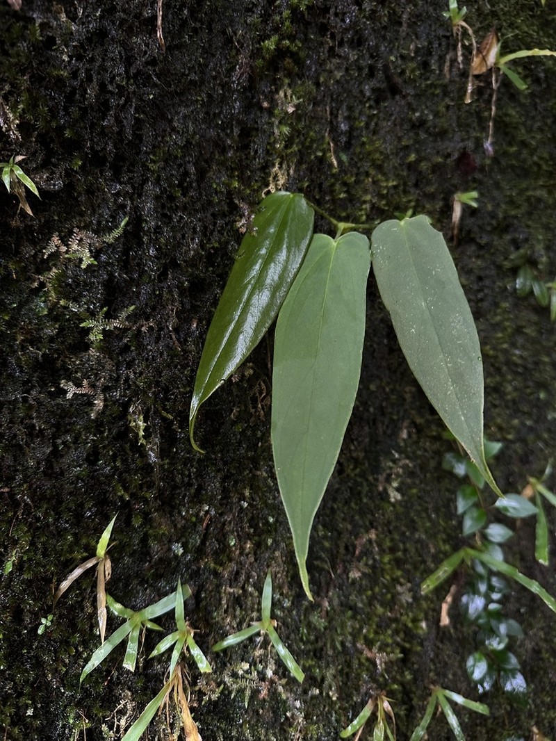 Anthurium pacoraense photo 6
