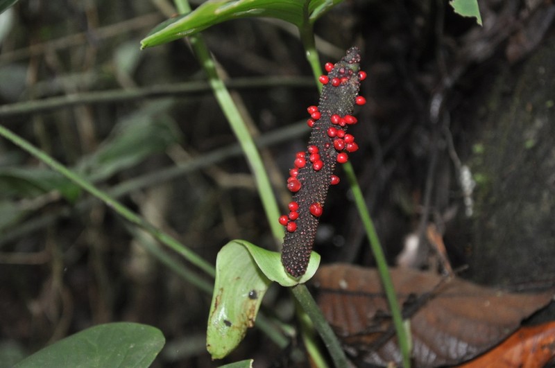 Anthurium pacoraense photo 7