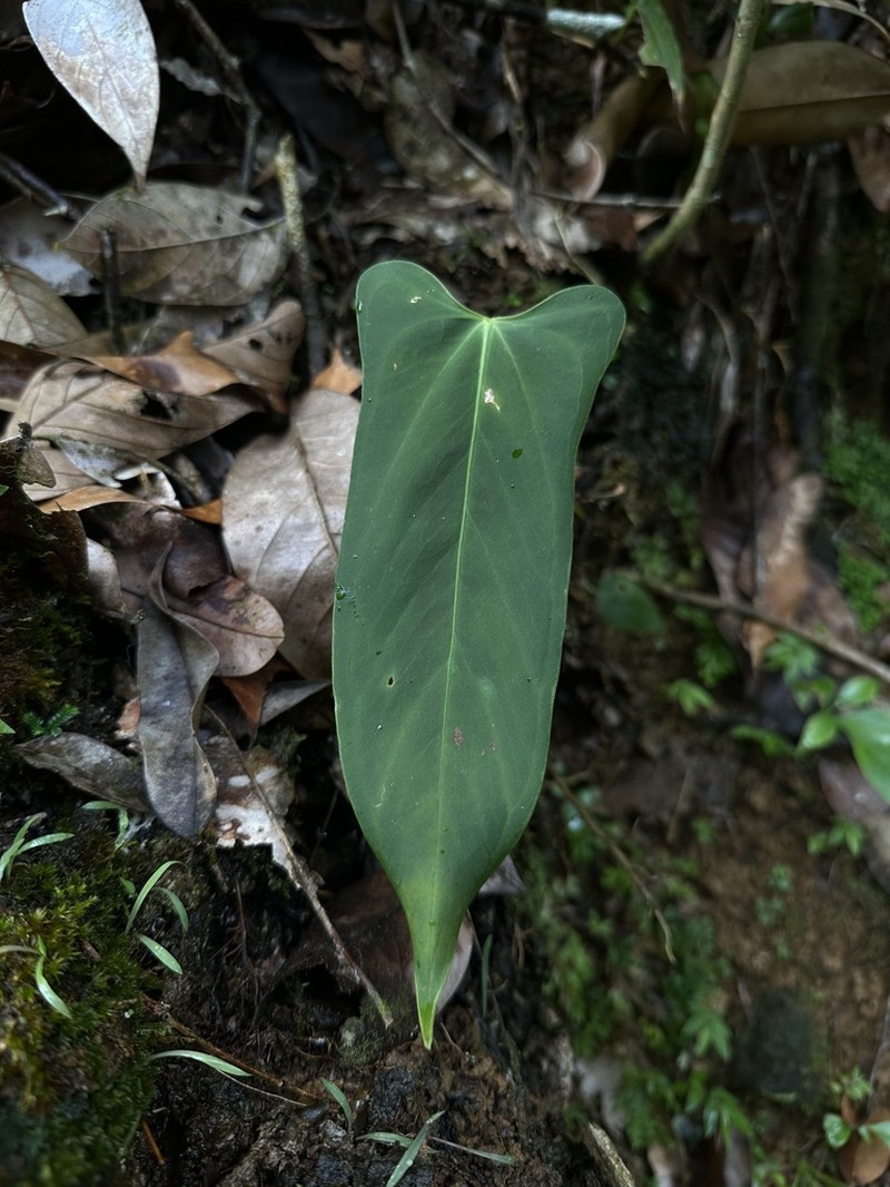 Anthurium pacoraense