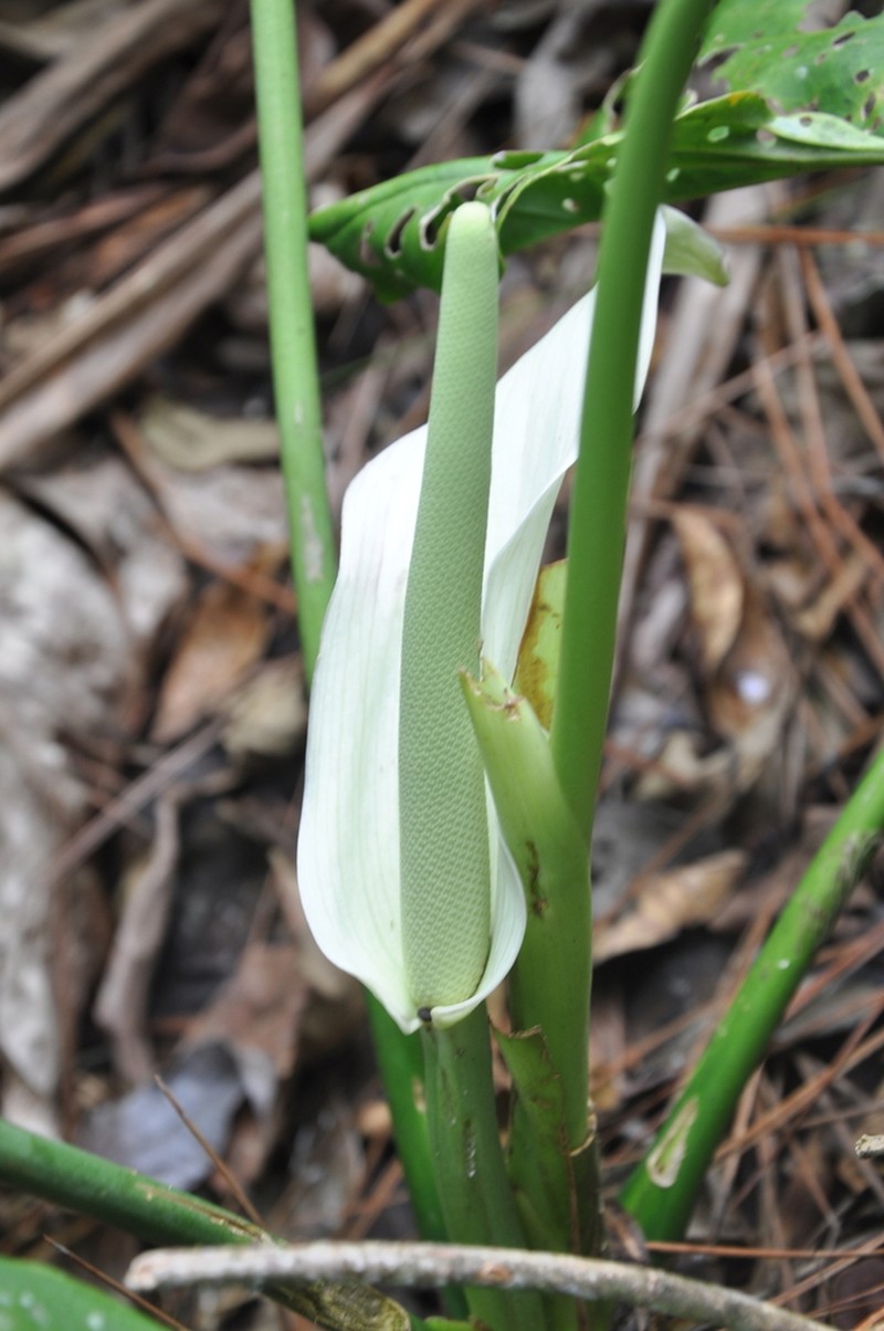 Anthurium pacoraense photo 2