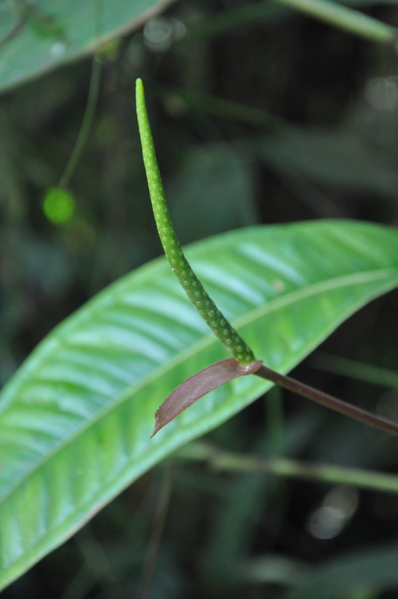 Anthurium pageanum