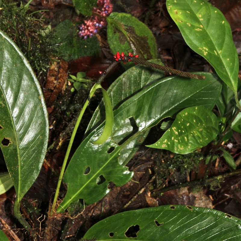 Anthurium pageanum photo 2