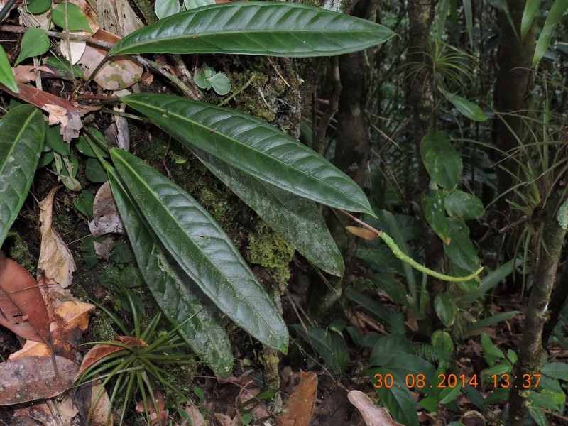 Anthurium pageanum photo 3