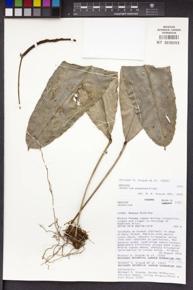 Anthurium pageanum photo 4