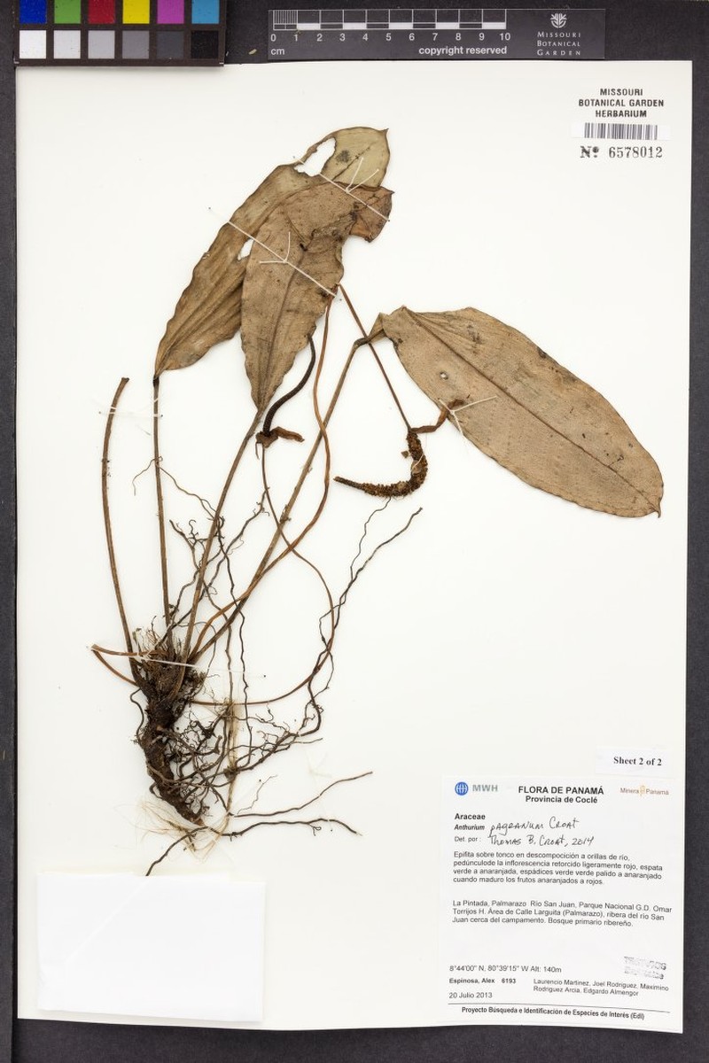 Anthurium pageanum photo 5