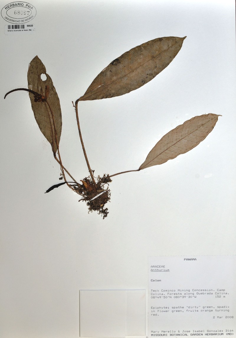 Anthurium pageanum