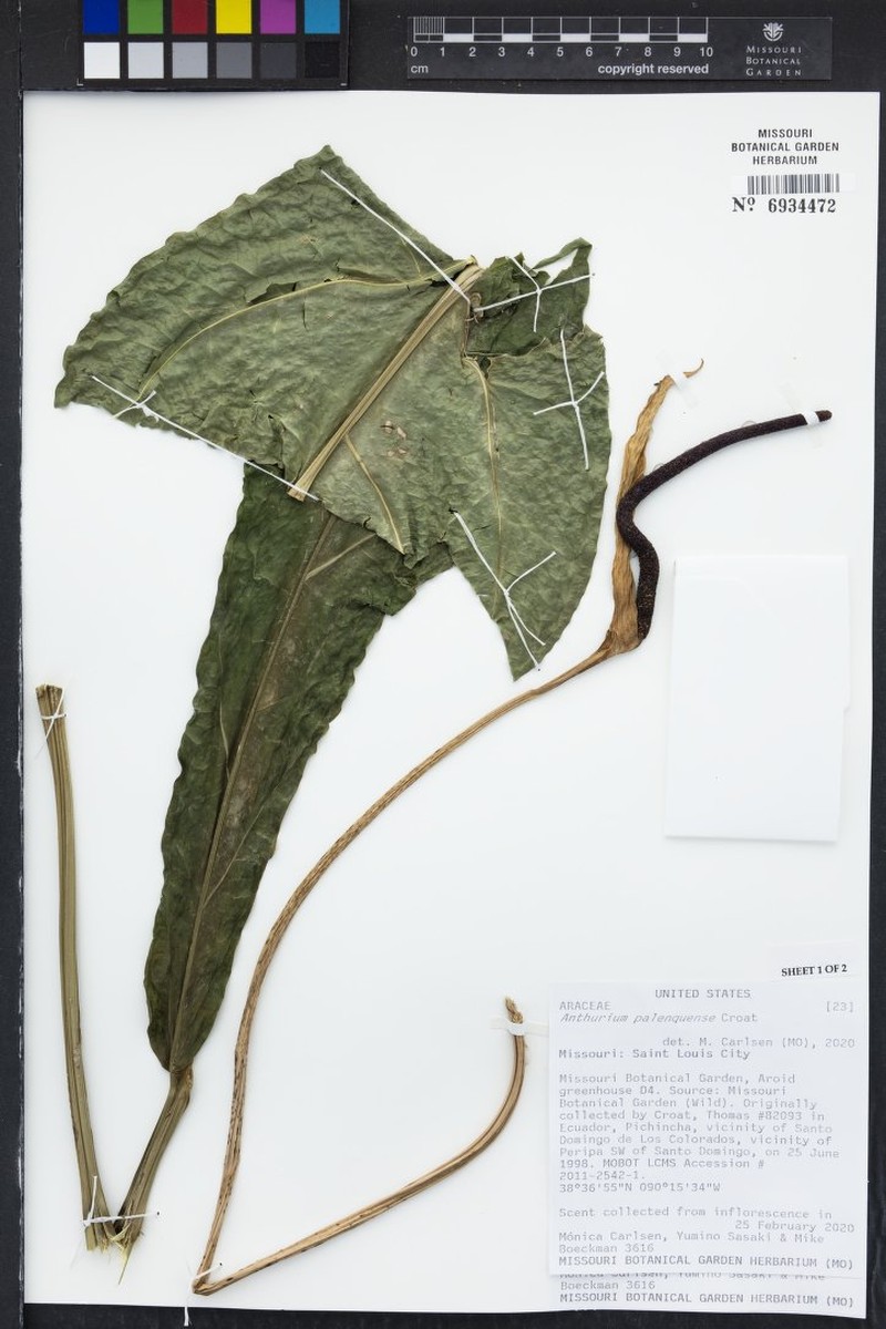 Anthurium palenquense photo 2
