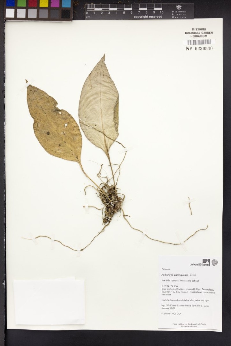 Anthurium palenquense photo 3