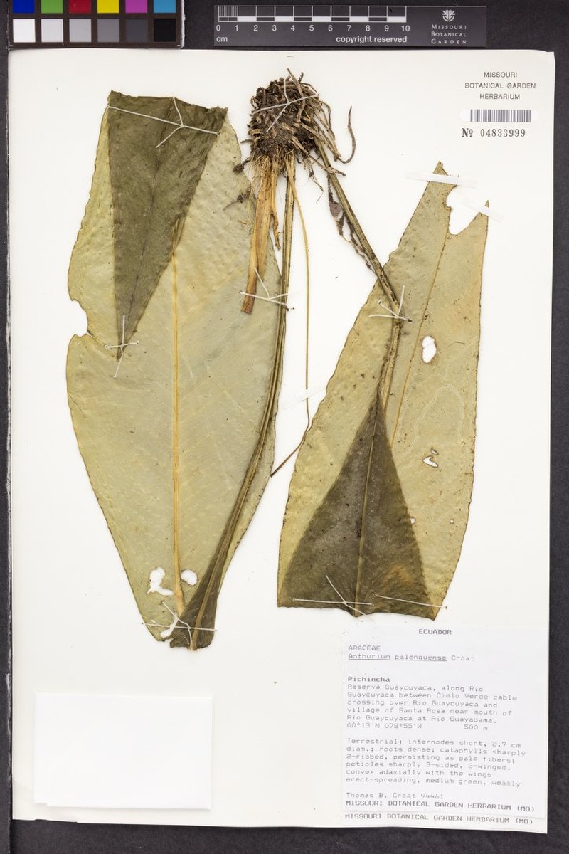 Anthurium palenquense photo 4
