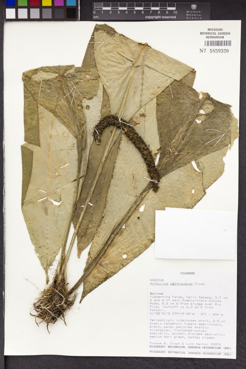 Anthurium palenquense photo 5