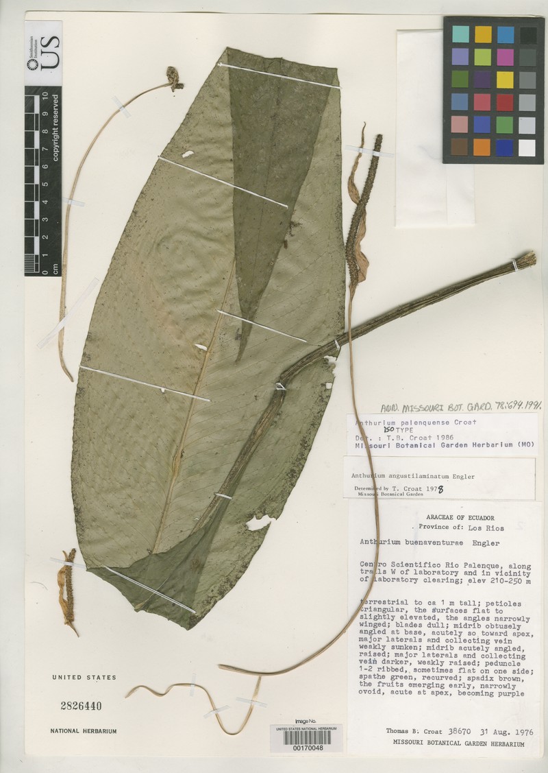 Anthurium palenquense